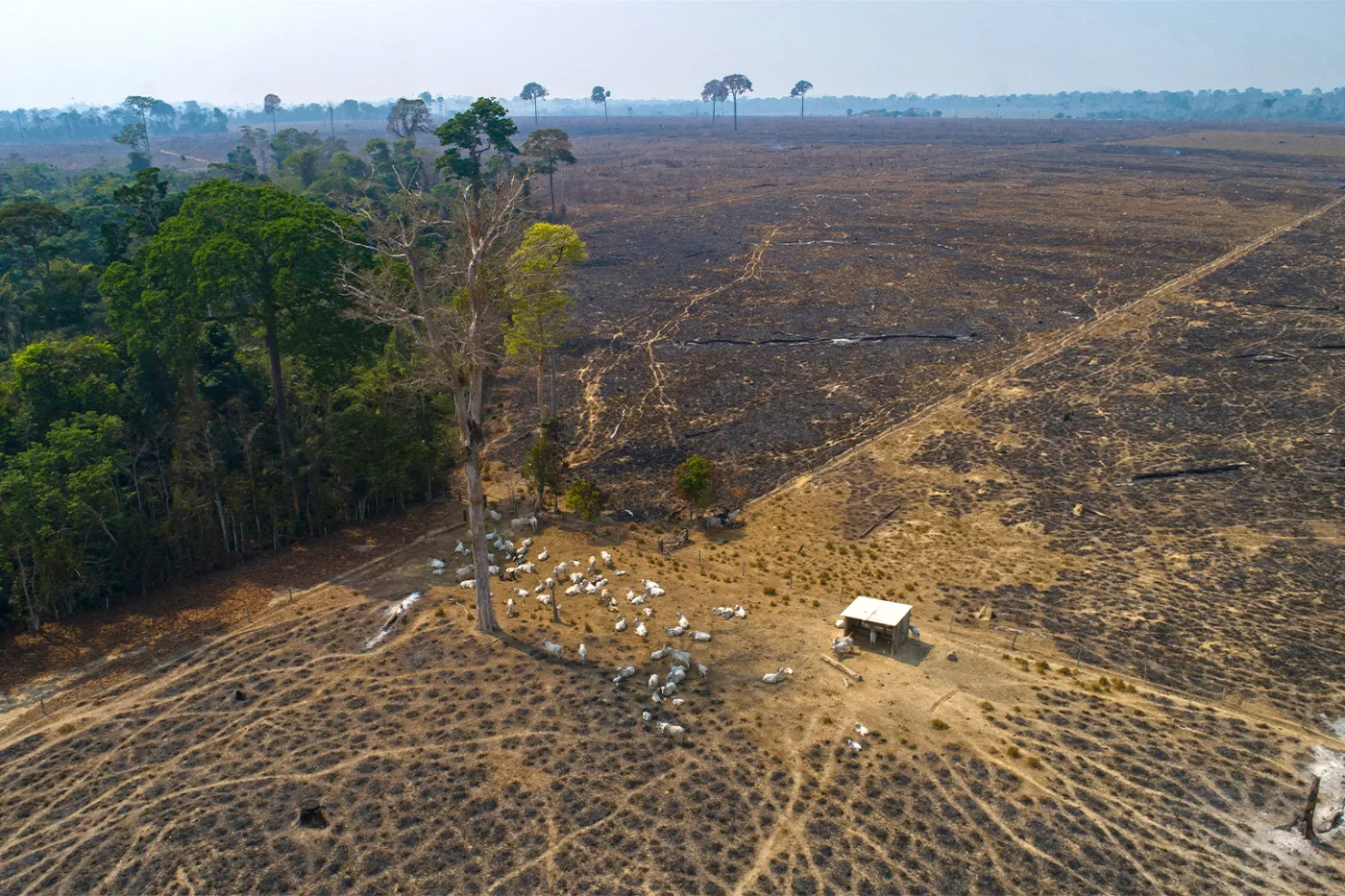 Dos protecciones, una tierra invadida