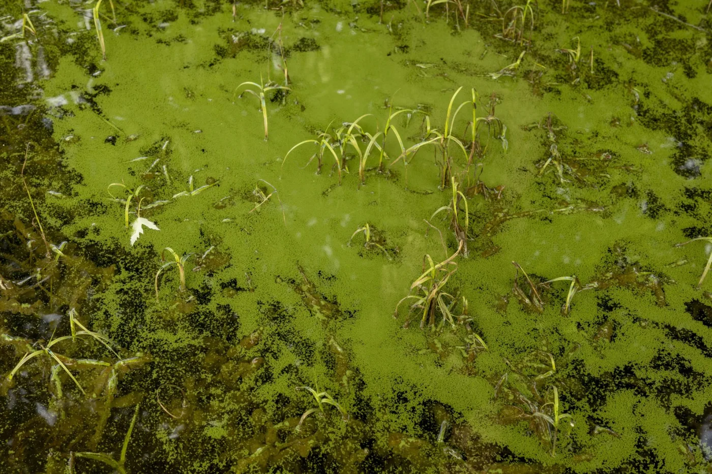 Ganar el juicio y seguir tomando agua contaminada