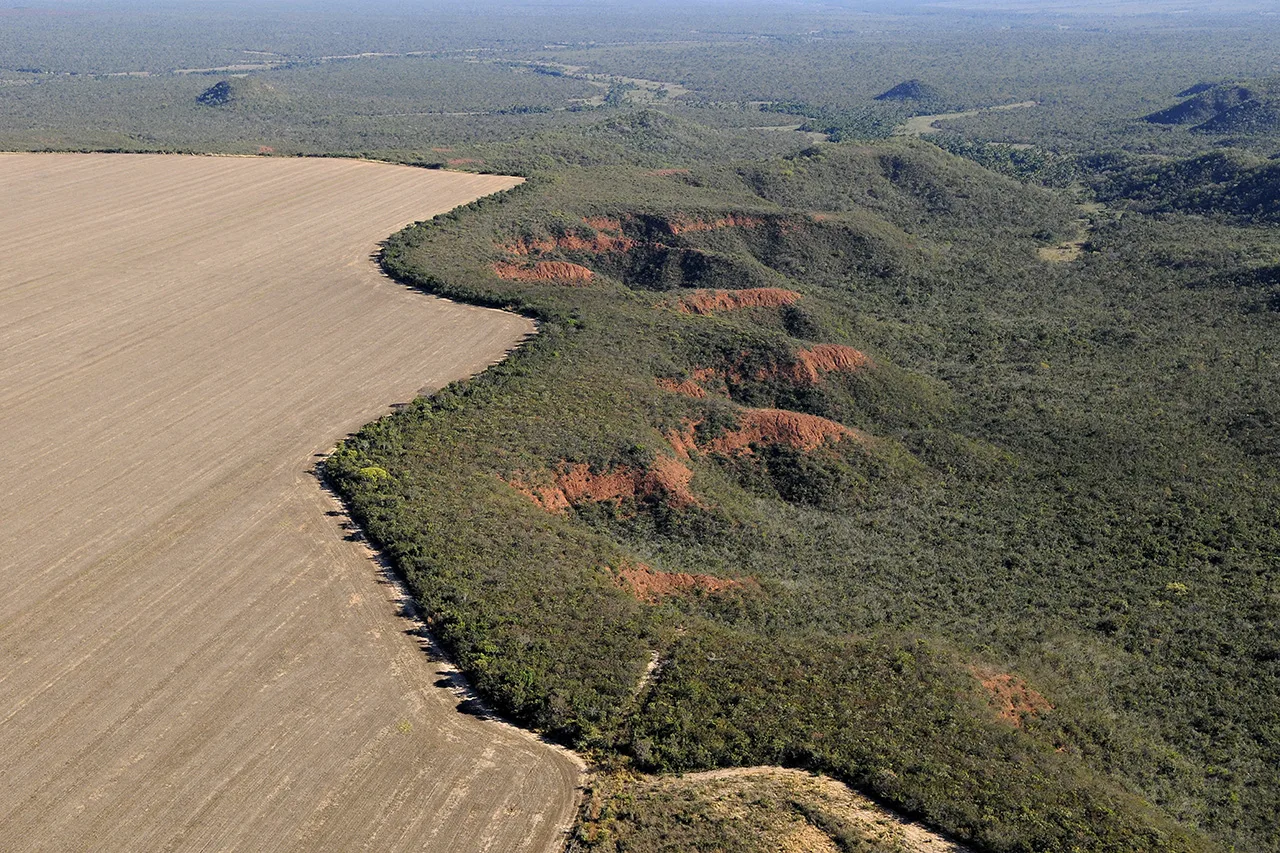 El conflicto sigue el mapa del bosque